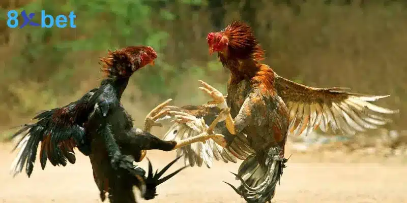 Bí quyết hiệu quả khi tham gia cá cược đá gà Thomo